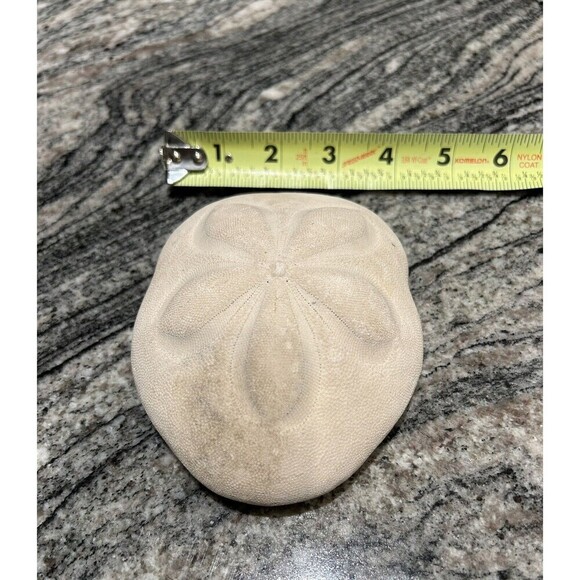 Seabiscuit Sandollar 5” Nautical Beach House Decor Fossil Seashell - Picture 1 of 3